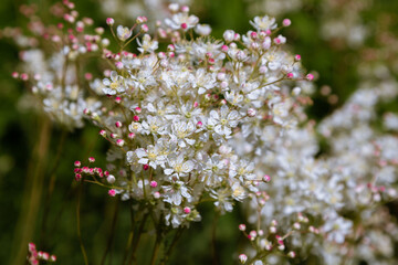 bright juicy flowers. desktop wallpaper with flowers. floral background. beautiful garden with flowers. delicate white flowers. small flowers. close-up. macro photography