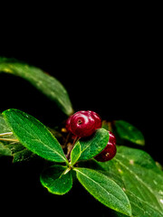 ladybug on leaf