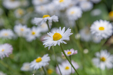 floral wallpaper. background with flowers macro photography, close-up of plants. white daisies. field with daisies