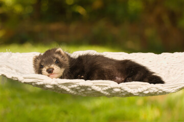 Ferret baby posing for portrait in handmade hammock outdoor