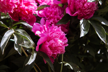 bright juicy flowers. desktop wallpaper with flowers. floral background. beautiful garden with flowers. Lush pink peonies.