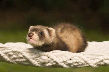 Obraz premium Ferret baby posing for portrait in handmade hammock outdoor
