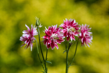 Obraz premium floral wallpaper. background with flowers macro photography, close-up of plants. small bright pink flowers on a bright green background
