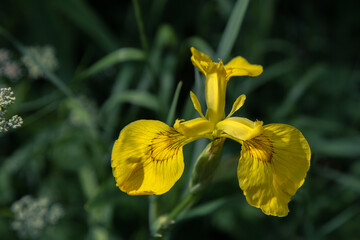 floral wallpaper. background with flowers. macro photography, close-up of plants. bright yellow flowers