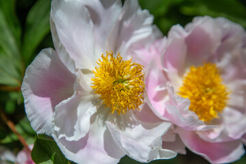 floral wallpaper. background with flowers macro photography, close-up of plants. a woody peony....