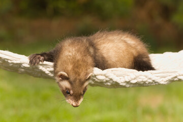 Ferret baby posing for portrait in handmade hammock outdoor