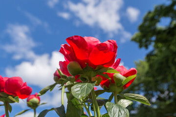 bright juicy flowers. desktop wallpaper with flowers. floral background. beautiful garden with flowers. Unusual red peonies. Red flowers on a blue sky background. bottom view