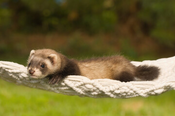 Ferret baby posing for portrait in handmade hammock outdoor