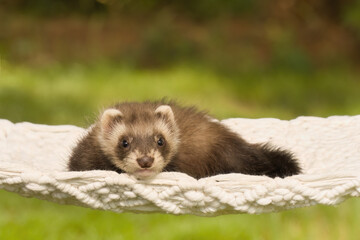 Ferret baby posing for portrait in handmade hammock outdoor