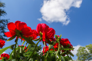 bright juicy flowers. desktop wallpaper with flowers. floral background. beautiful garden with flowers. Unusual red peonies. Red flowers on a blue sky background. bottom view