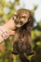 Ferret baby posing for portrait in breeder's hands