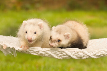 Ferret baby posing for portrait in handmade hammock outdoor