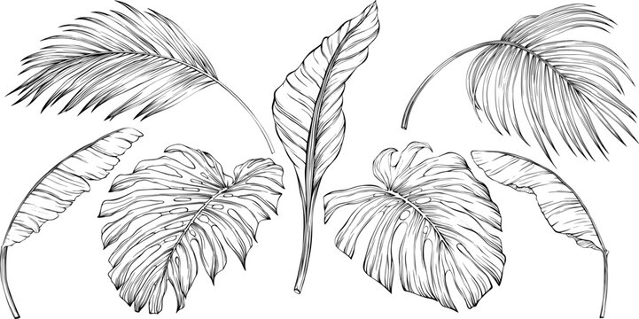 Tropical leaves. Hand drawn vector illustration isolated on white. Eps 10