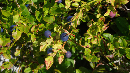 Close up picture of wild blueberries in the nature of Norway