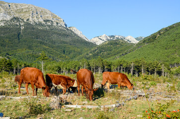 Fototapeta na wymiar Cows grazing in the mountains. A herd of young brown cattle in the pasture eating fresh grass near ranch. Cows, bulls and calves. 