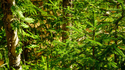 Obraz premium Small green of the nordmann fir trees in Norway outdoor nature reflex by warm sunlight and make a scenery scene 