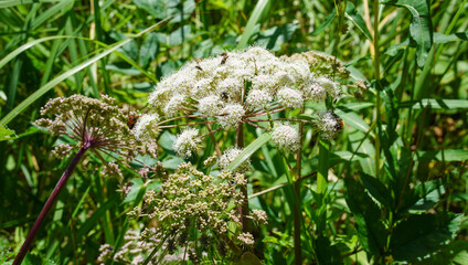 Close up image of wild white flowers surrounding by insects with tall green grass at the background  