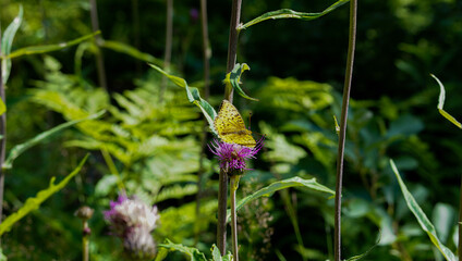 Yellow butterfly and purple flower in deep forest nature in the warm summer season in the Norway countryside