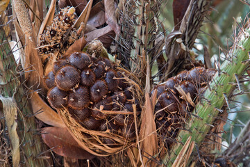 Salak fruit or Salacca zalacca, Indonesians call it salak fruit, the fruit is still small and immature on the thorny salak tree.