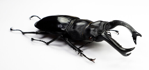 Beetle isolated on white. Giant black stag beetle Hexarthrius buqueti  macro. Collection beetle,...