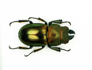 Beetle isolated on white. Giant black stag beetle Odontolabis kazuhisai macro. Collection beetle, lucanidae, coleoptera, insects, entomology