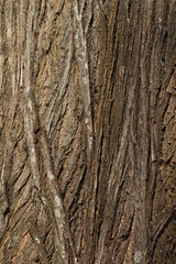 Bark texture background.Close up ,Texture of bark background,tree texture,wood background