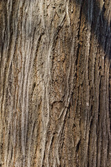 Bark texture background.Close up ,Texture of bark background,tree texture,wood background