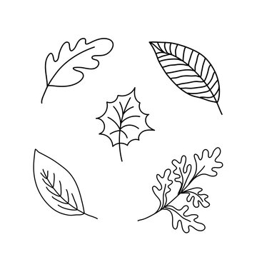 Doodle autumn leaves set. Fall leaf nature icons over white background. Nature floral symbol collection