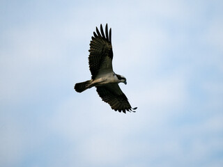 osprey in flight