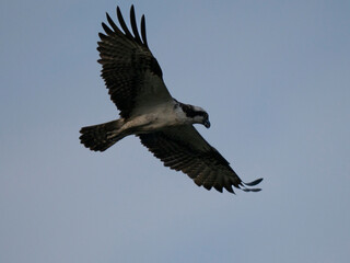 osprey in flight