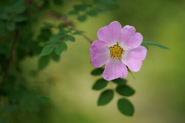 Delicate pink flower.