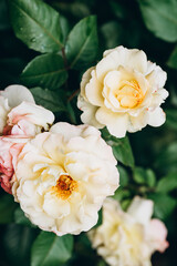 Blooming rose bud. Summer close-up. Floral background. Nature in the flowerbed
