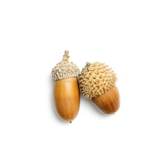 Two natural Acorns isolated on white background. Autumn time minimal concept. Fall harvest season,...