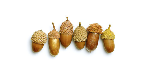 Row Acorns painted golden color isolated on white background. Autumn time banner. Fall harvest...