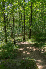 Fototapeta na wymiar A trail in the summer forest