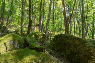 A lot of green trees in the rocky forest