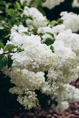 Obraz na płótnie Canvas White hydrangea flowers on bush