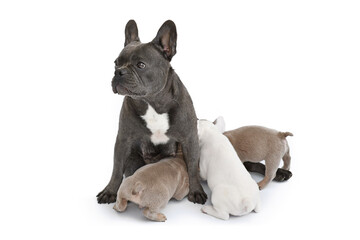 French Bulldog dog nursing her puppies on white background