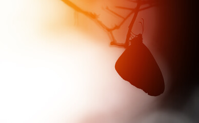 Butterfly silhouette on sunset
