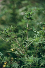 Ambrosia extremely negative impact human health and agriculture. Selective focus