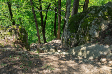 A lot of green trees in the rocky forest