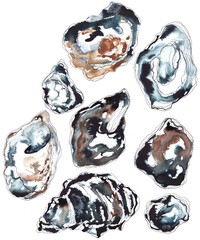 Oyster shells loosely painted in watercolors with added line, illustration on white background