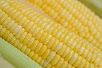 Closeup Yellow sweet corn