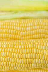 Yellow sweet corn background