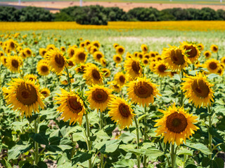 Obraz premium Campo de girasoles en Cadiz