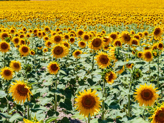 Plantacion de girasoles en la provincia de Cadiz