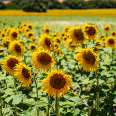 Girasoles en una huerta de Cadiz