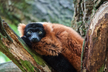 Fototapeta premium Red ruffed lemur