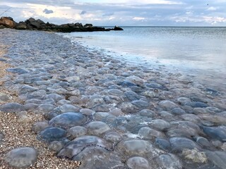jellyfish invasion © Eugene
