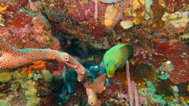 Cartagena - Admiring a beautiful moray eel hidden in a rock holl